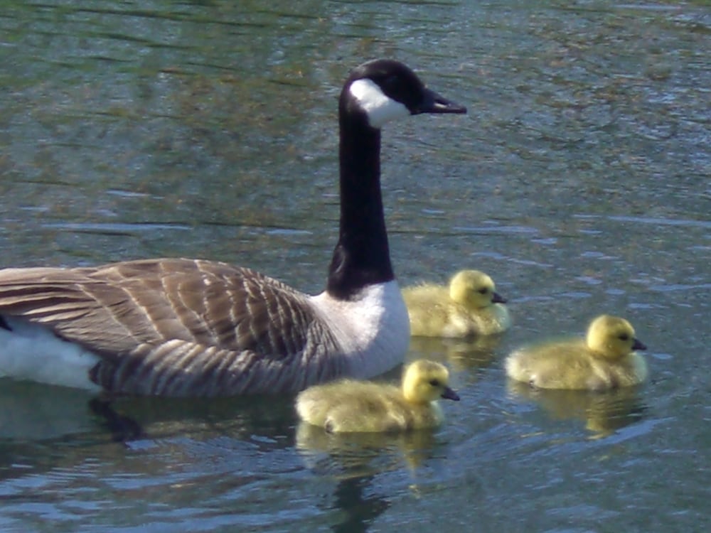 Looe Vacations - Polean Farm Cottages - Property Image 2