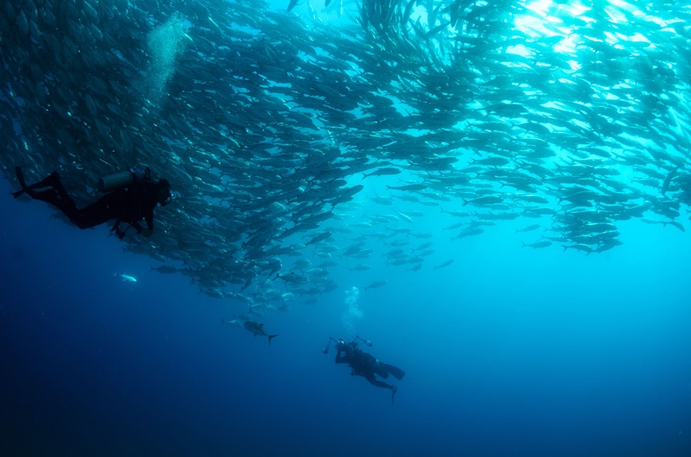 Four Seasons Resort Los Cabos at Costa Palmas - Property Image 177