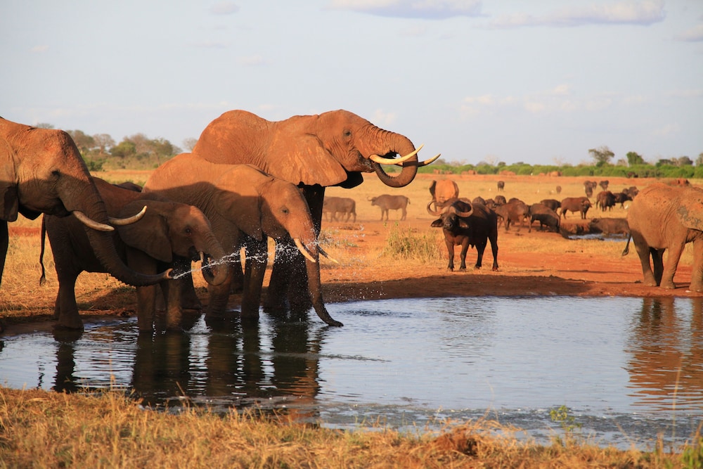Voi Wildlife Lodge