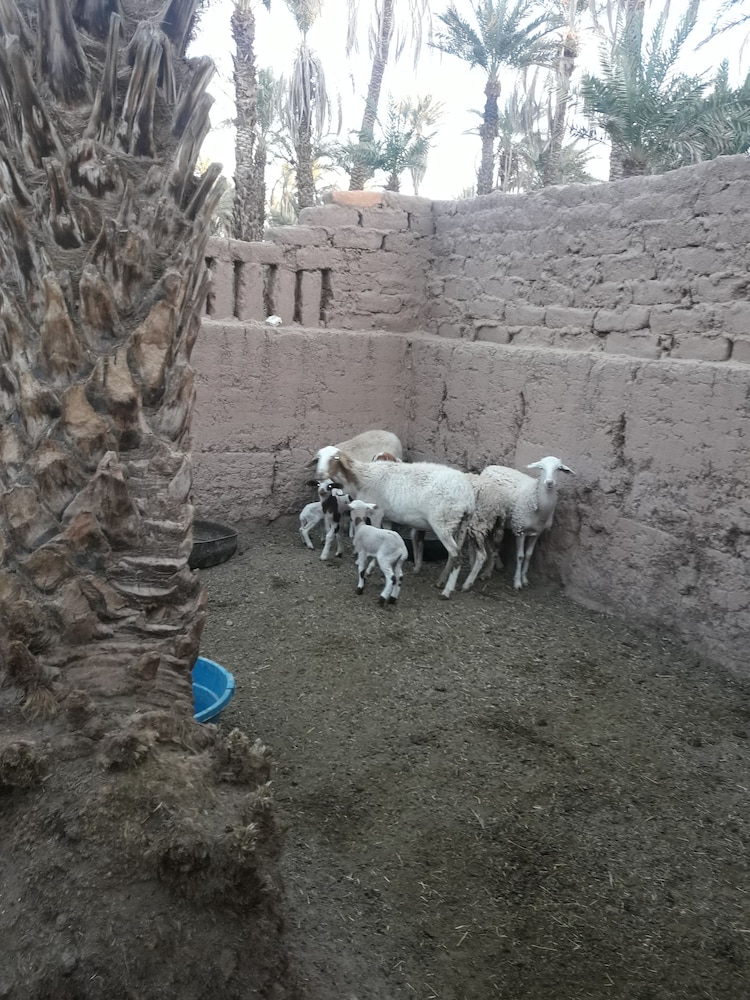 Riad Tagmadart Ferme D'hôte