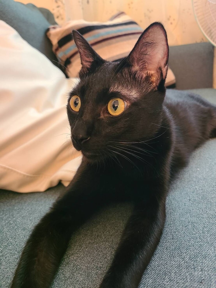 Smokey Cat B&B