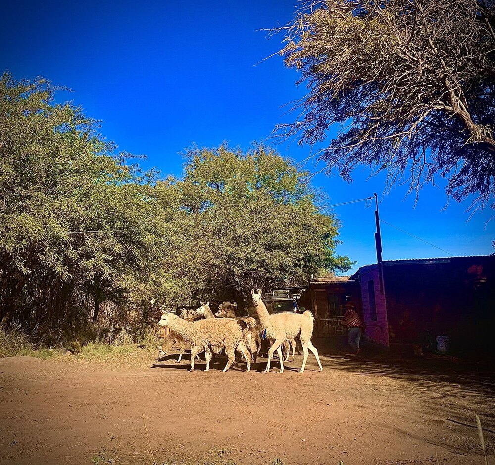 HOSTAL SURI ATACAMA - Hostel