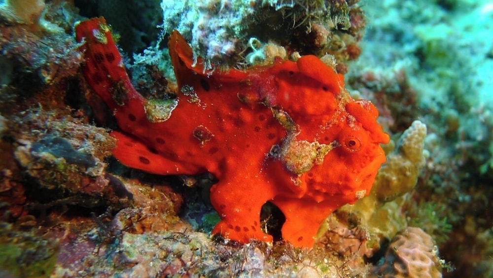 Dive Spot Asia & Brumini Beach Resort