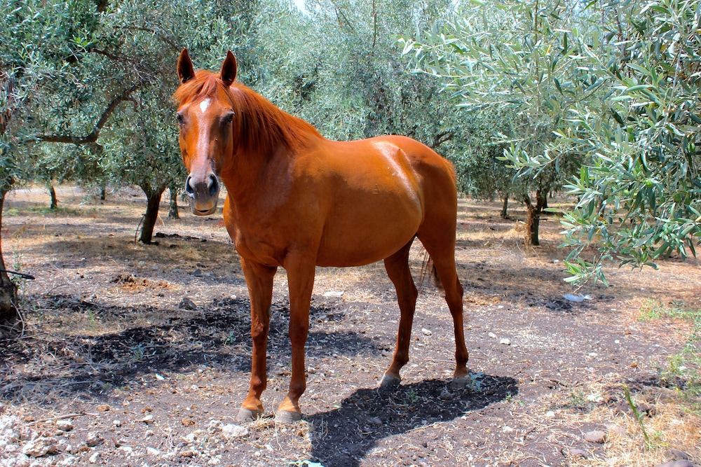 Tenuta di Roccadia
