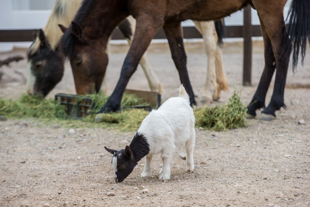 Olive Grove Guest Farm