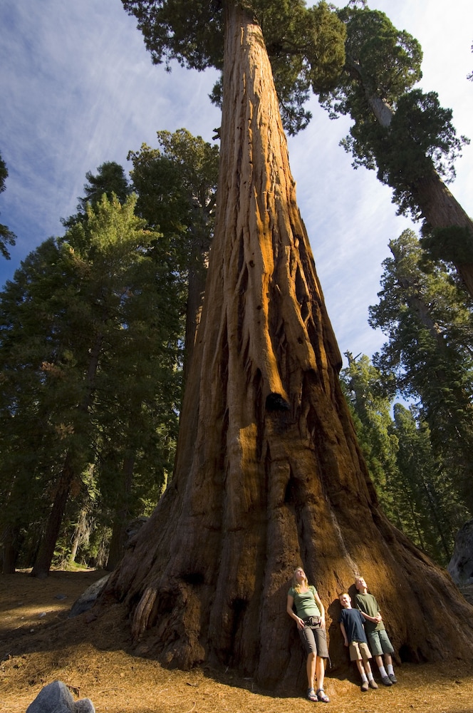 Three Rivers Vacations - Wuksachi Lodge - Property Image 3