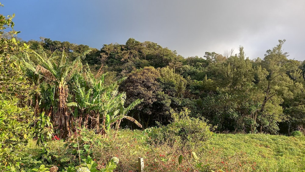 Finca panthera