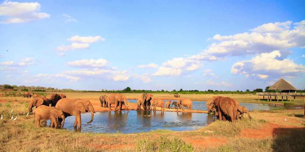 Voi Wildlife Lodge