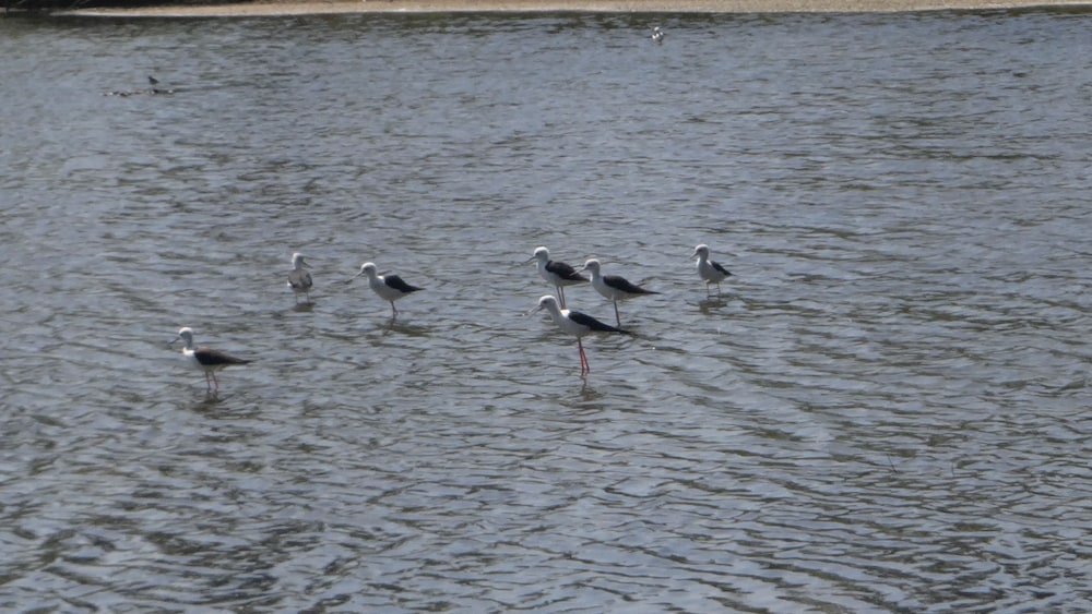Seagulls Beach & Garden Cabanas