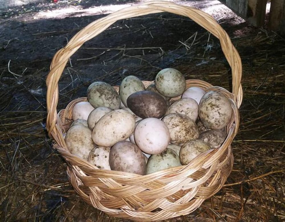 Farma Sotira