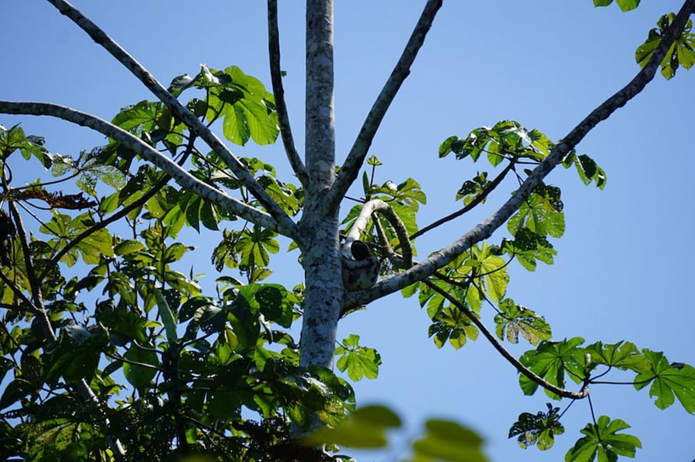 Antares Amazon Lodge