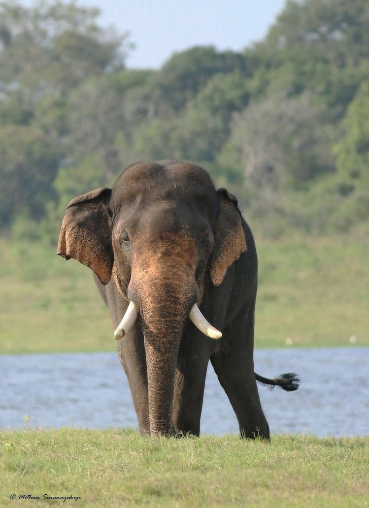 Podi Hoona Yala Safari Camp