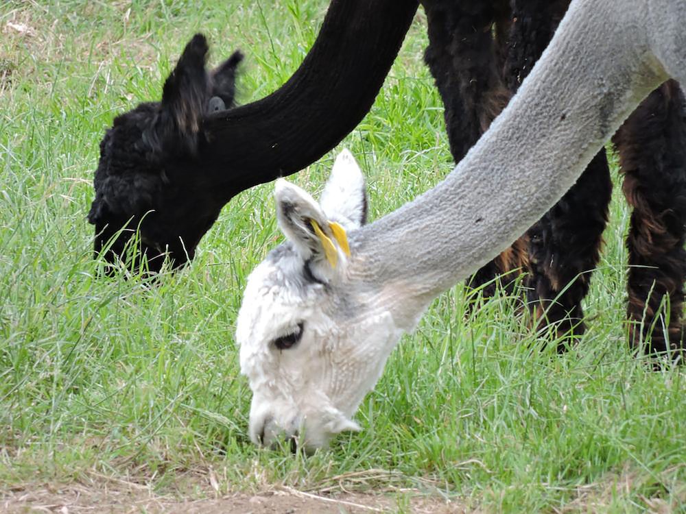 The Alpaca B&B