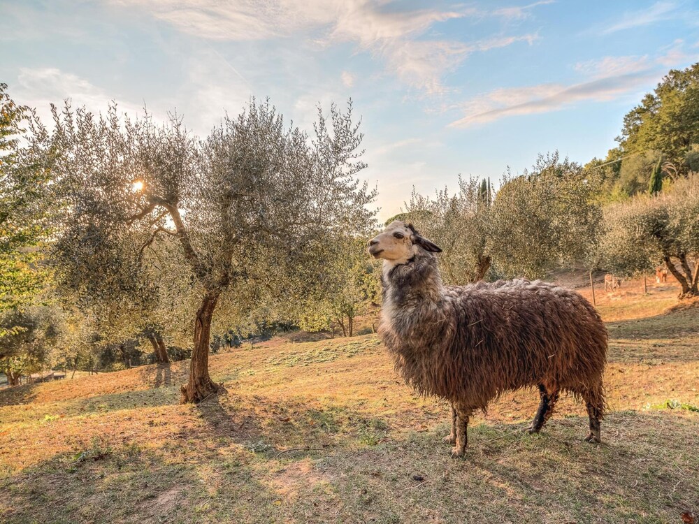 Farmhouse in Tuscany With Pool & Near Pisa view 4