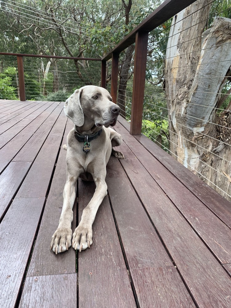Whispering Gums Lorne Ocean Views Pet Friendly EV Charger