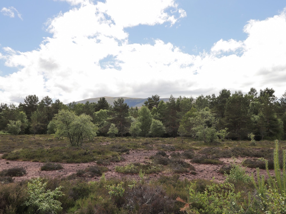 Moss of Bourach