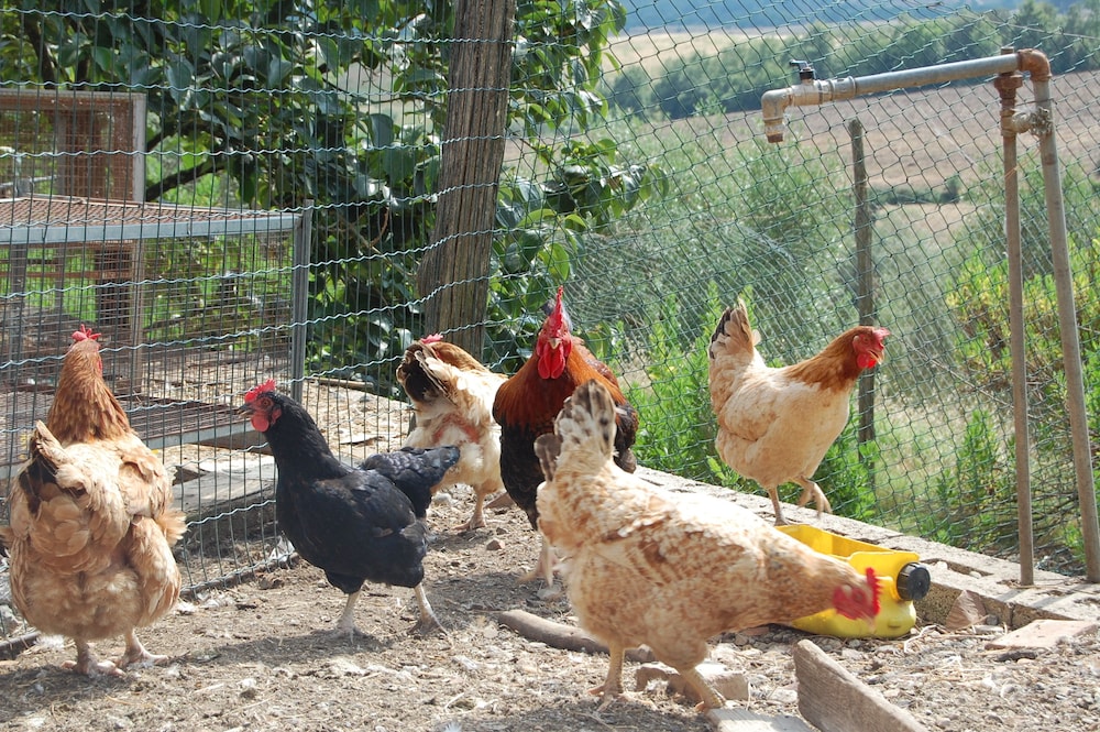 Agriturismo Montepozzalino