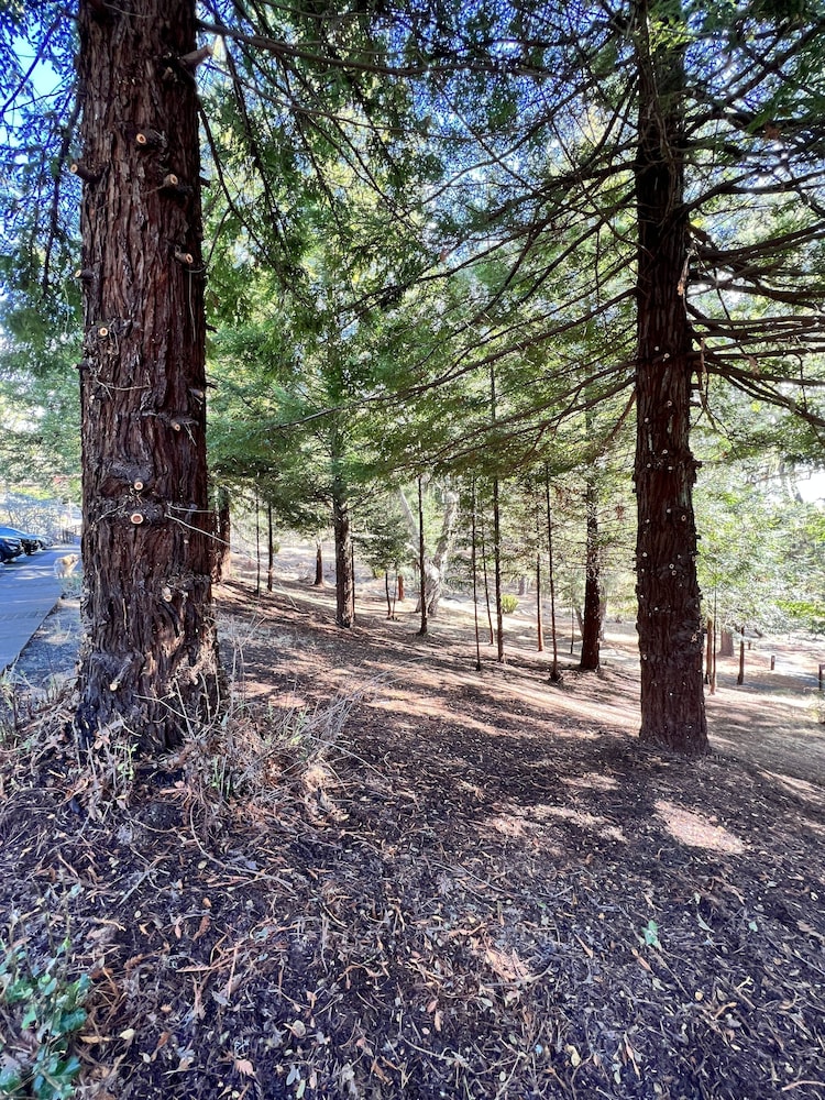Lodge At Marconi 48