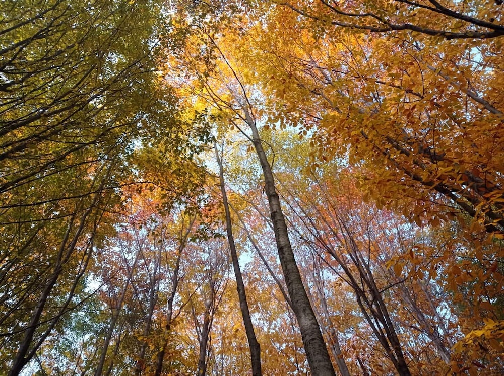 Bolu Yaban Yasam Chalets
