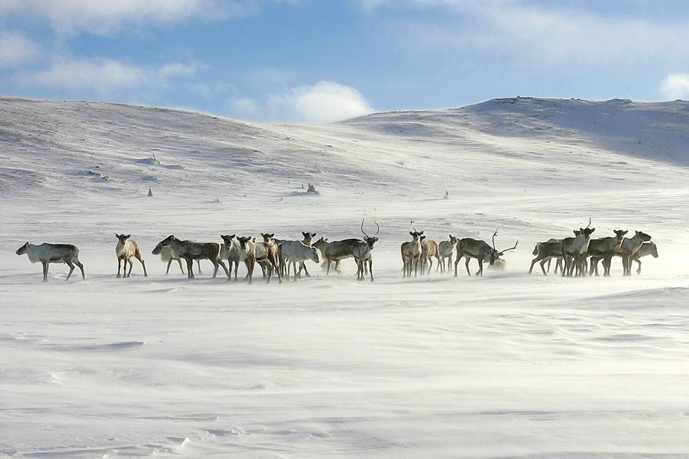 Luxury Holiday Home, Skiing, Sauna, Remote Office