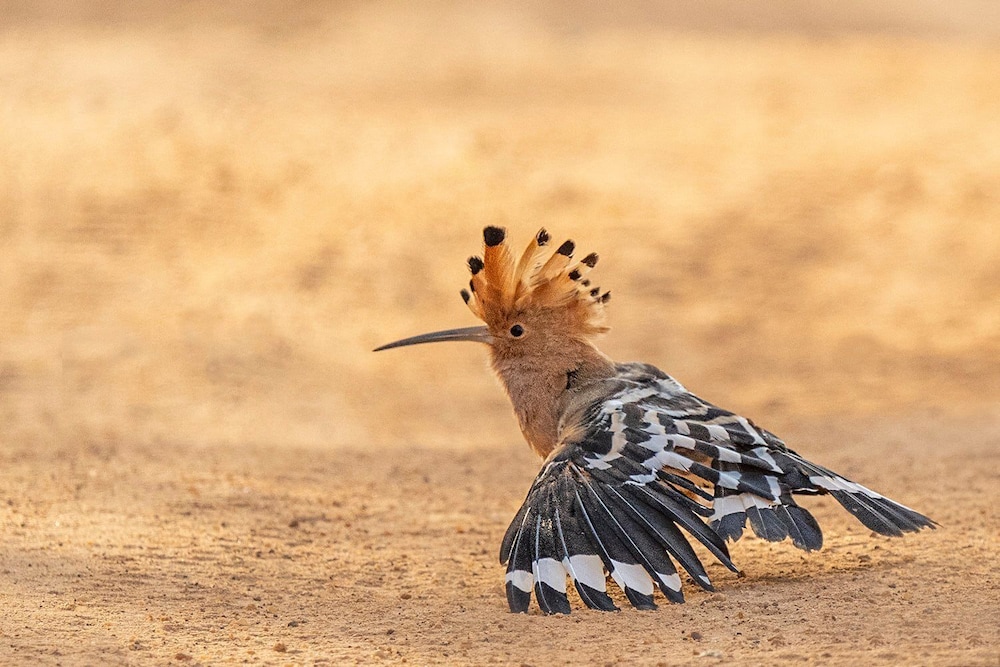 Podi Hoona Yala Safari Camp