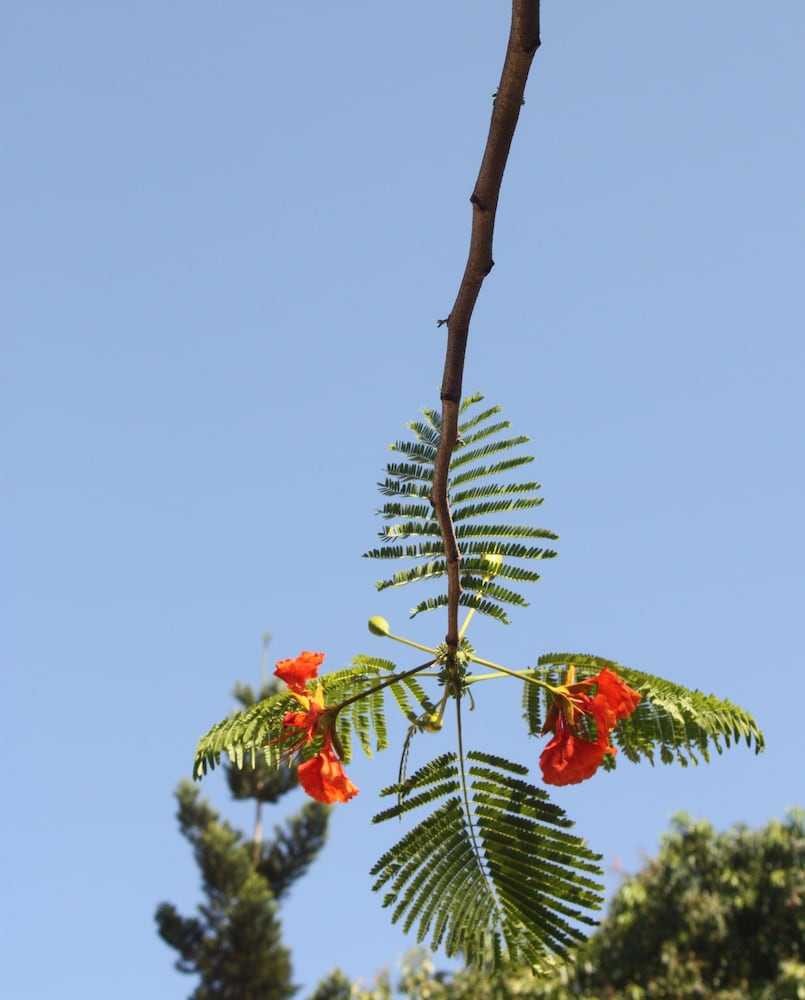 Jamboland-Diani