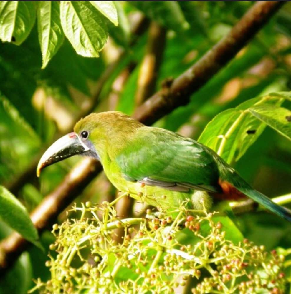 Bosque de Paz