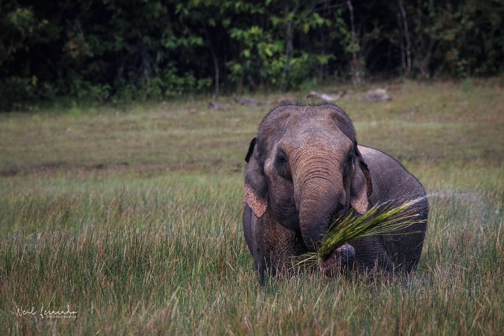 Cloud Nine Wilpattu by Aaradhya