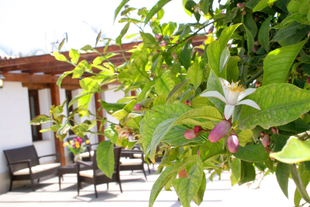 Agriturismo Terra dei Limoni