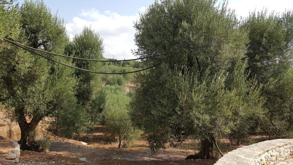 Photo 32