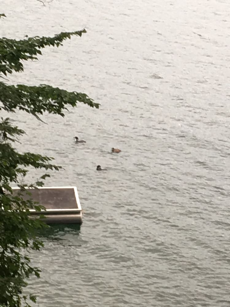 Dixon Lake Resort