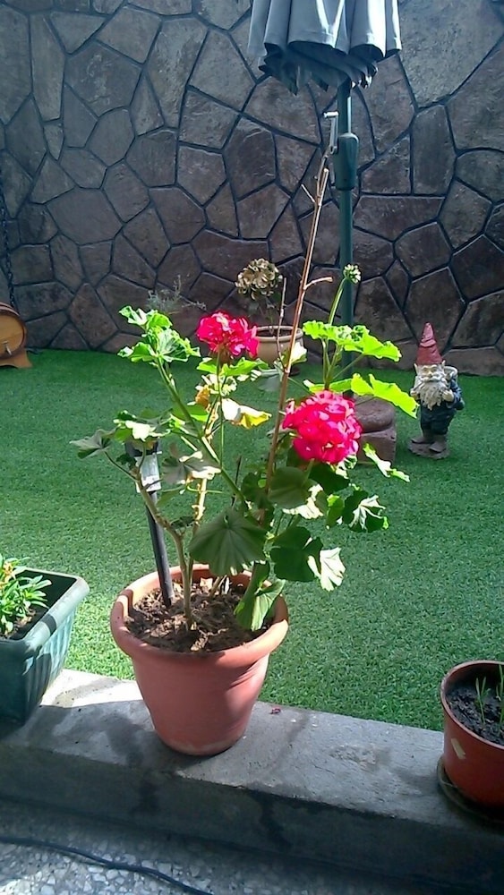 Bed & Breakfast BlumenHaus