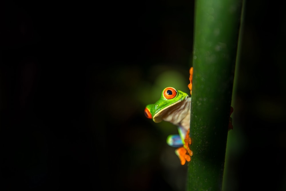 Photo 53