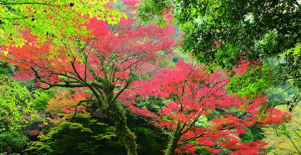 Nemunohana