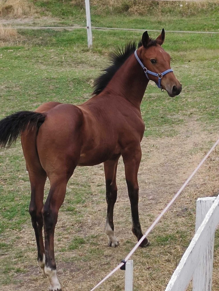 ESCUS HORSES