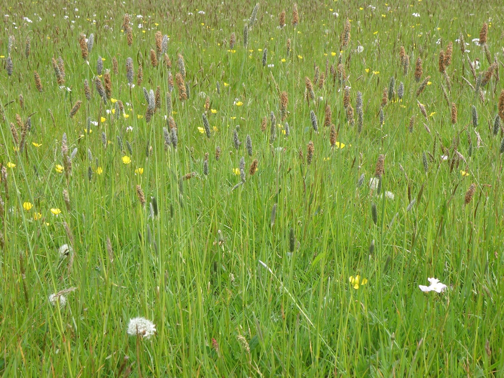 Hay Meadow Farm