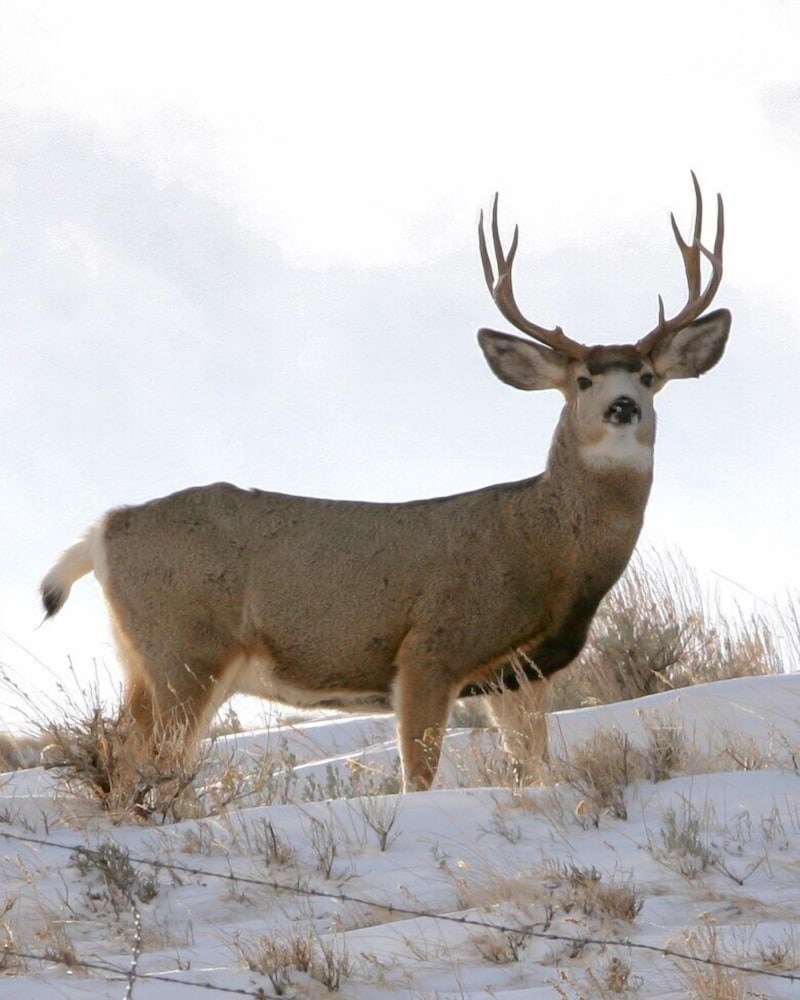Clark Fork Lodge - Property Image 15