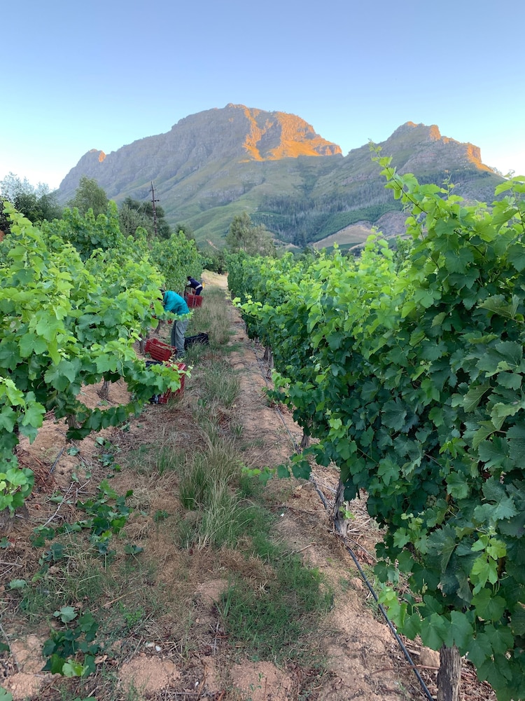 Le Pommier Wine Estate