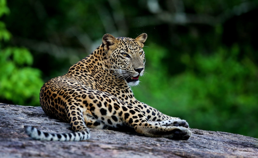 Wild Coast Tented Lodge - Relais and Chateaux - All Inclusive