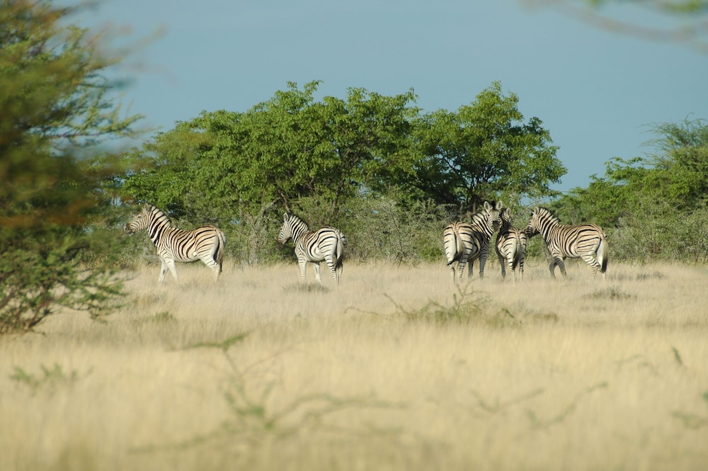 Uukwaluudhi Safari Lodge