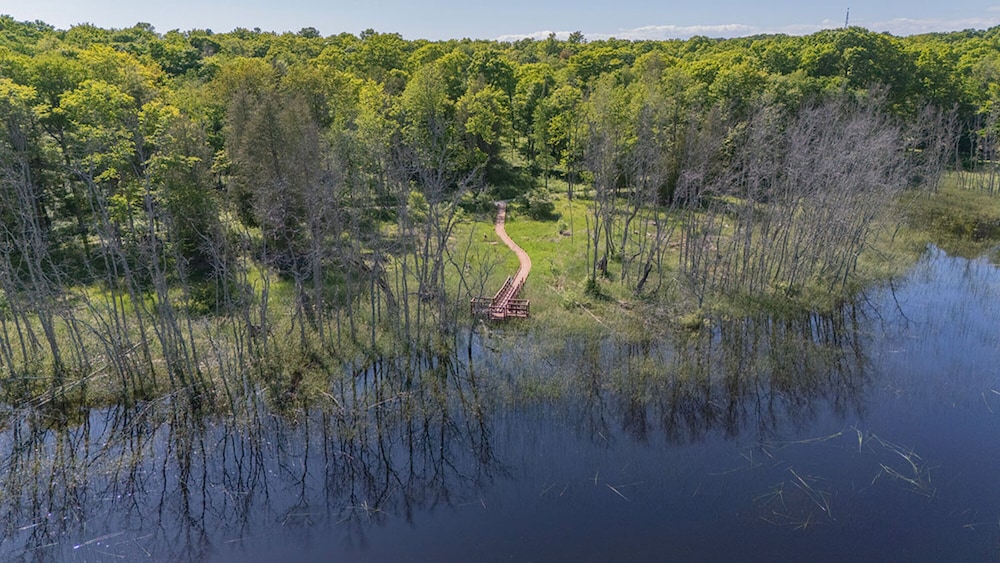 The Rushes