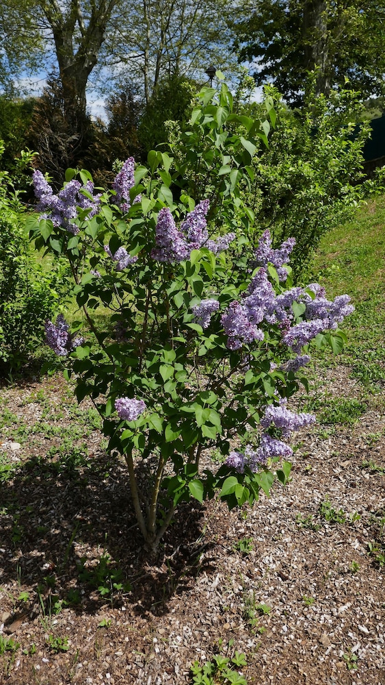 Photo 49