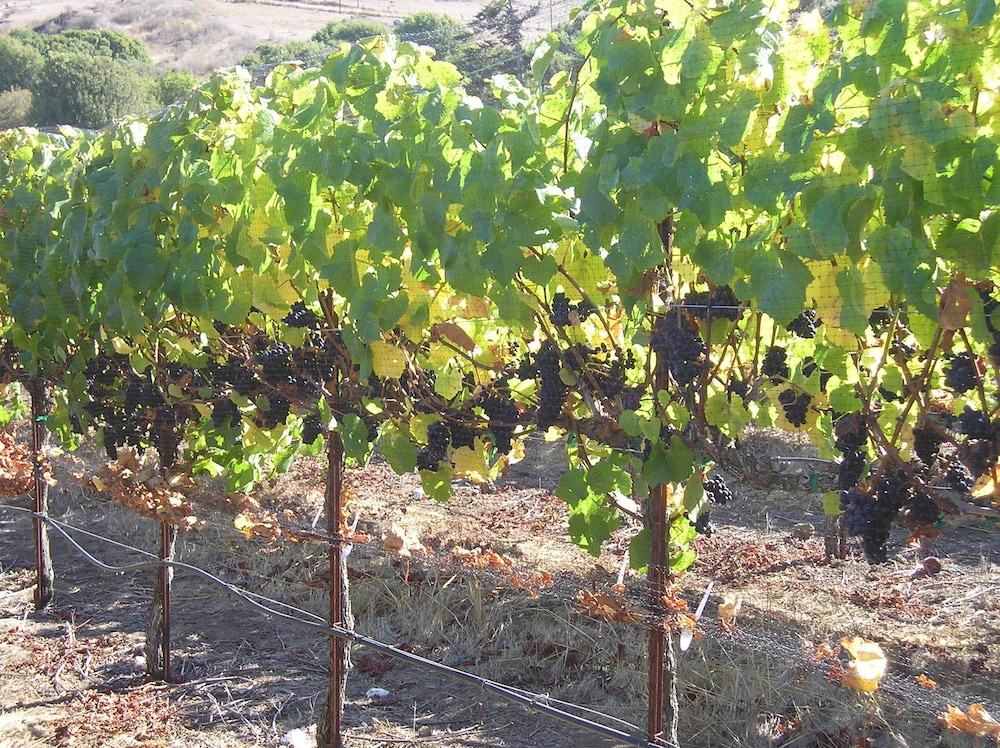 Point Reyes Vineyard Inn