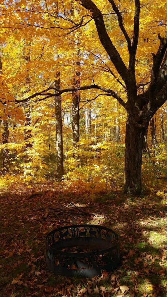 Shire In The Woods