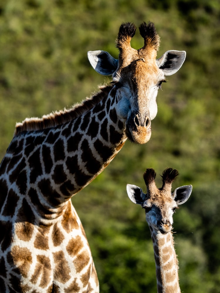 Garden Route Safari Camp