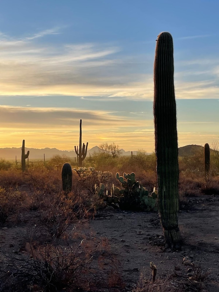 SaguaroGlamp