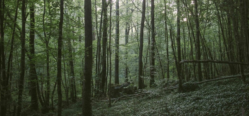 Chambre d'Hôtes Cugnac