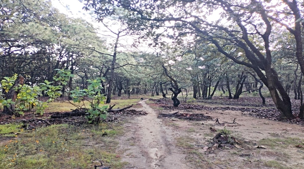 Photo 9