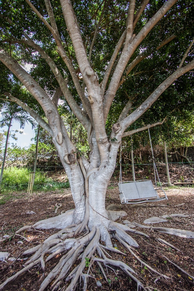 Banyan Tree Sanctuary
