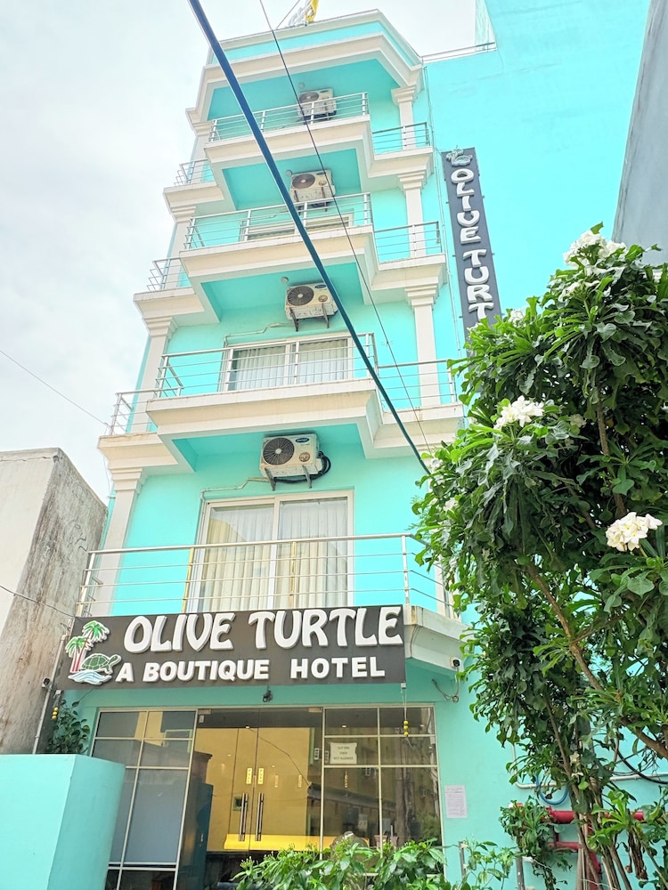 Olive turtle Puri